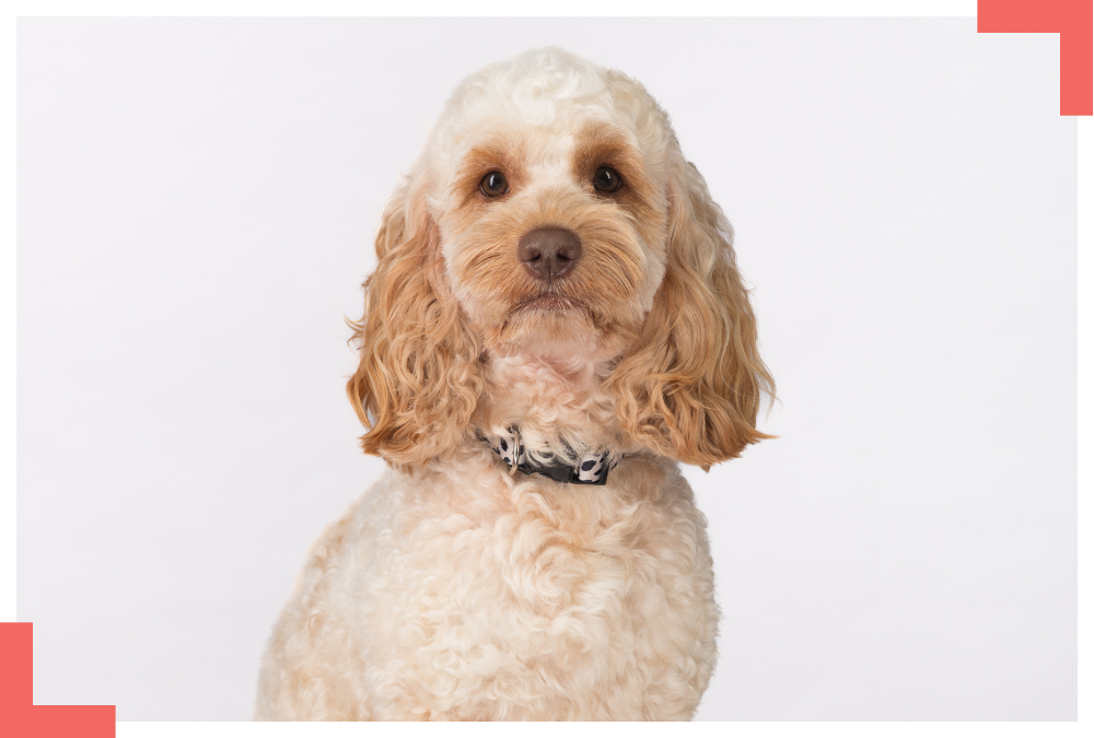 benji headshot Benji Clifton