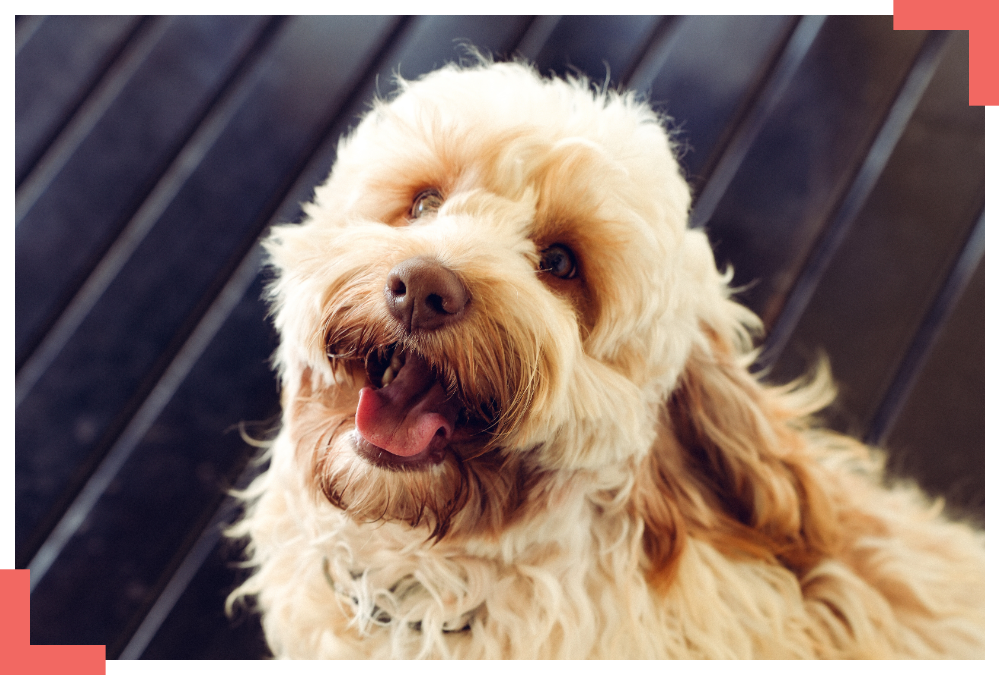 benji headshot Benji LJBA