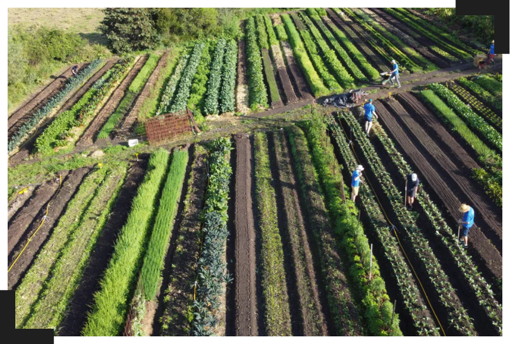 mini farm Mini Farm Project